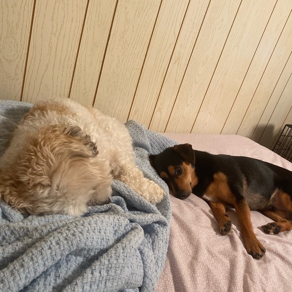 MEET MY PETS (: - Picture 5 of 16